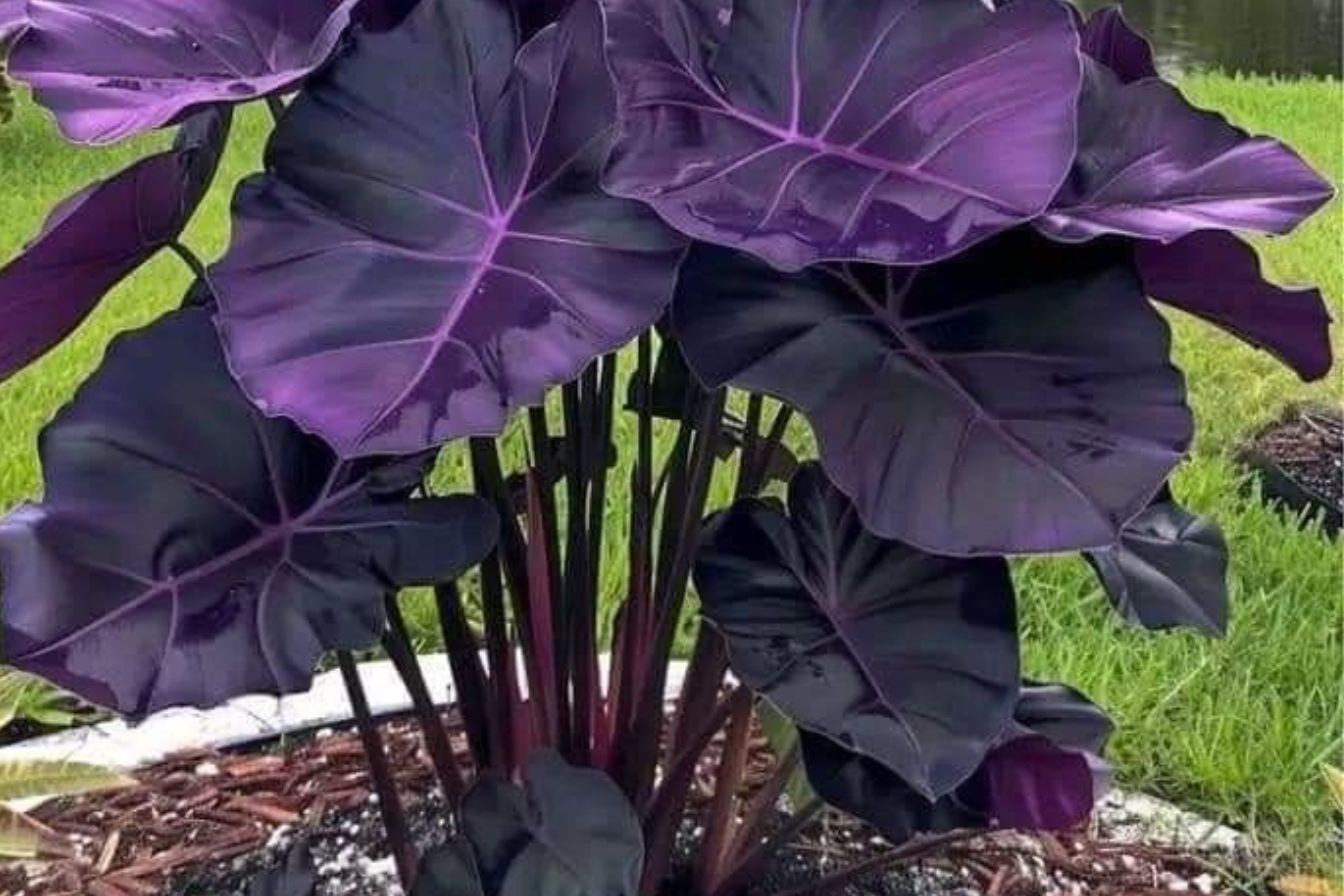 A planta roxa gigante que vira ponto focal e ninguém esperava ver na sala